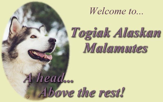 Welcome to Togiak Alaskan Malamutes!